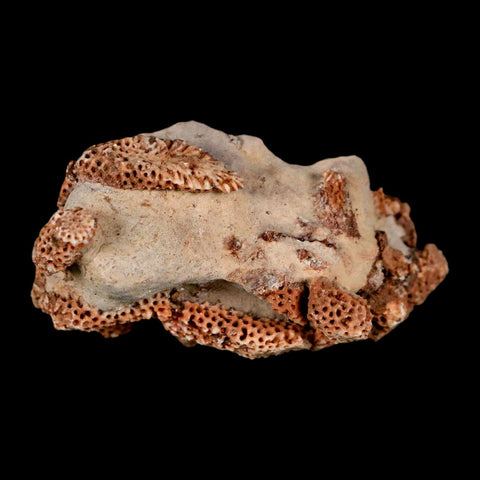 2.2" Thamnopora SP Coral Fossil Coral Reef Devonian Age Verde Valley, Arizona