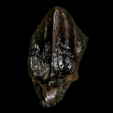 XL 0.8" Triceratops Fossil Crown Tooth Hell Creek FM Cretaceous Dinosaur MT COA