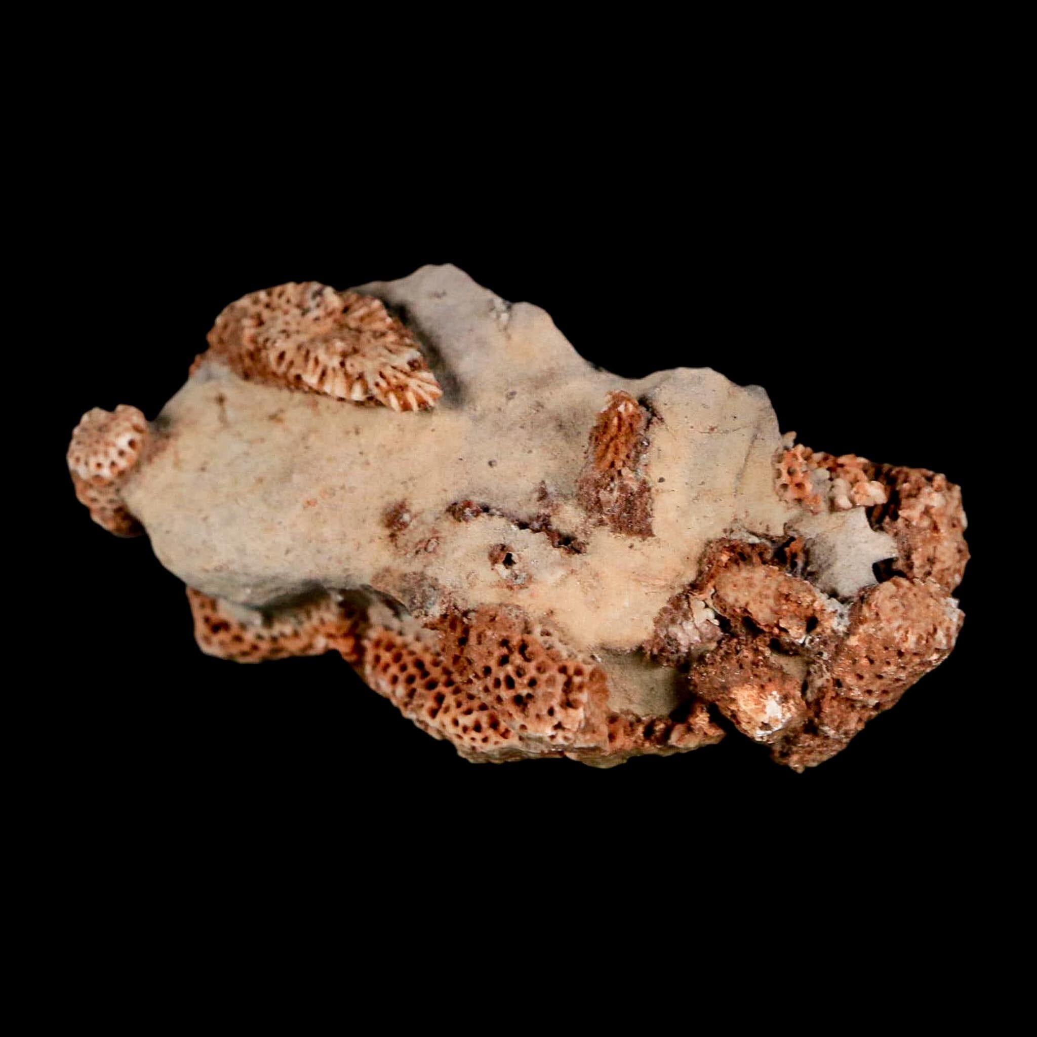 2.2" Thamnopora SP Coral Fossil Coral Reef Devonian Age Verde Valley, Arizona - Fossil Age Minerals