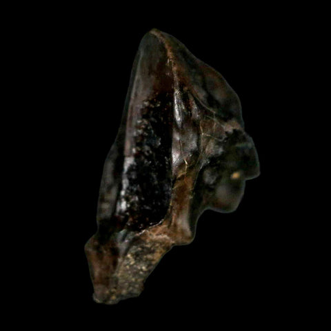 XL 0.8" Triceratops Fossil Crown Tooth Hell Creek FM Cretaceous Dinosaur MT COA