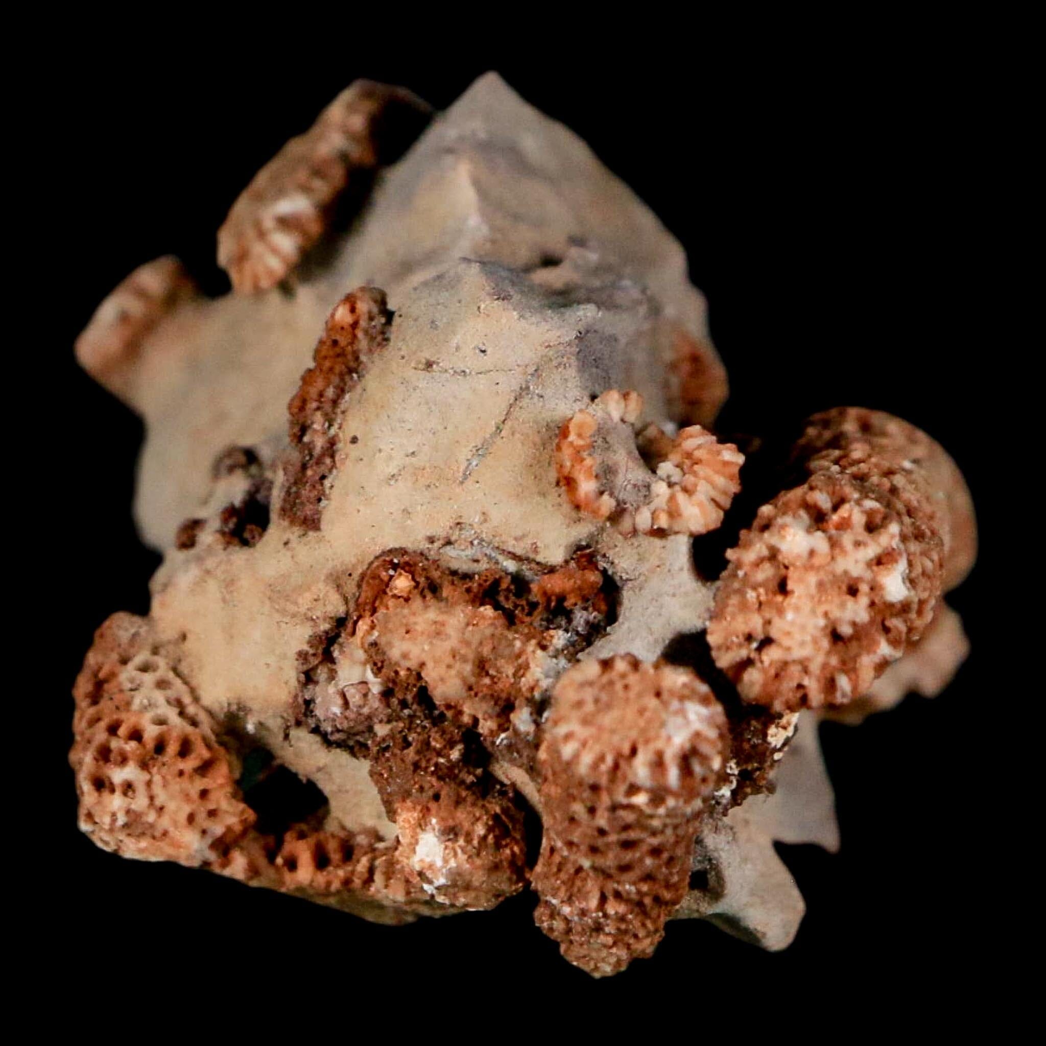 1.9" Thamnopora SP Coral Fossil Coral Reef Devonian Age Verde Valley, Arizona - Fossil Age Minerals