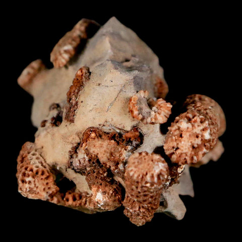 1.9" Thamnopora SP Coral Fossil Coral Reef Devonian Age Verde Valley, Arizona