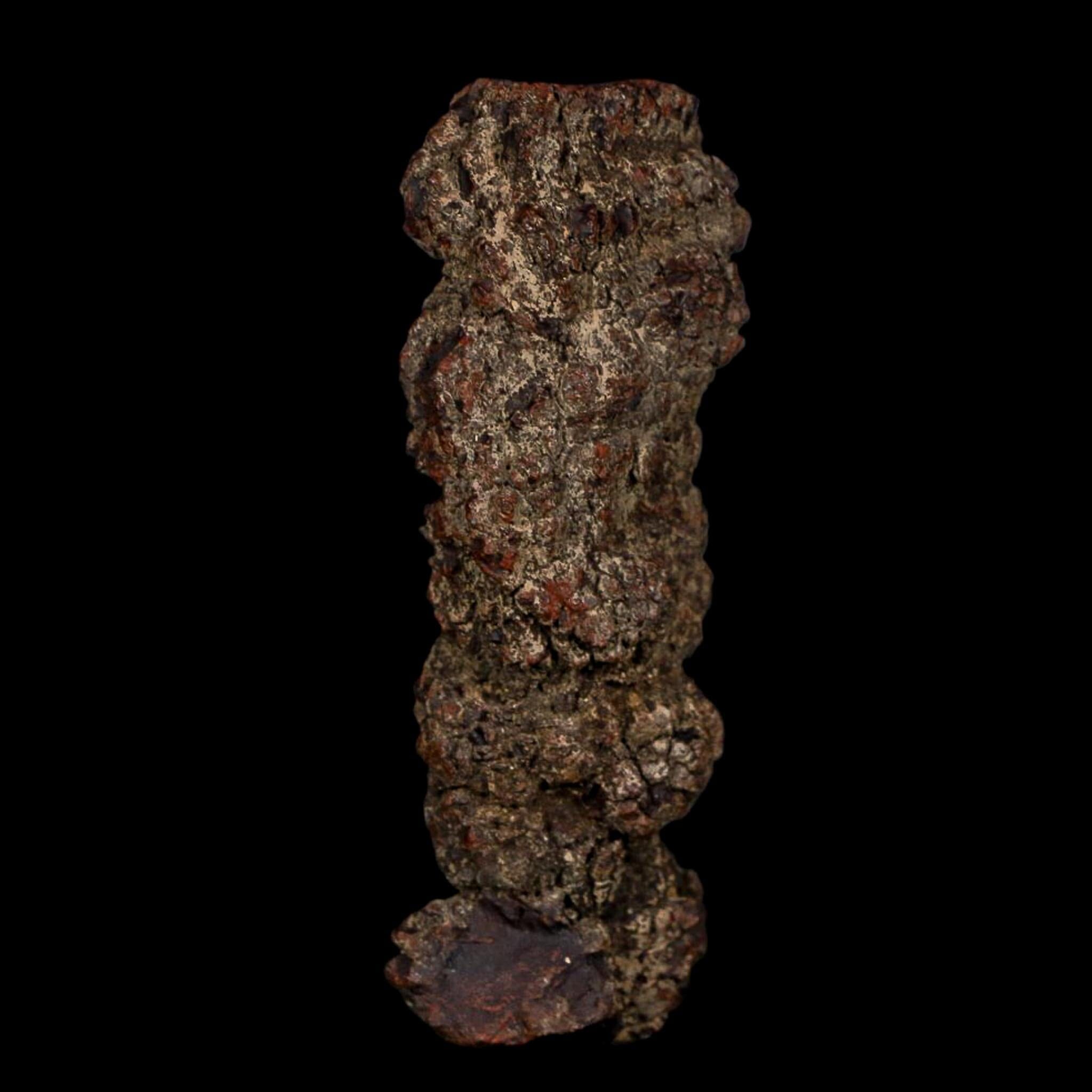 3.5" Prehistoric Coprolite Fossil Specimen Poop Dung Miocene Age Madagascar COA - Fossil Age Minerals