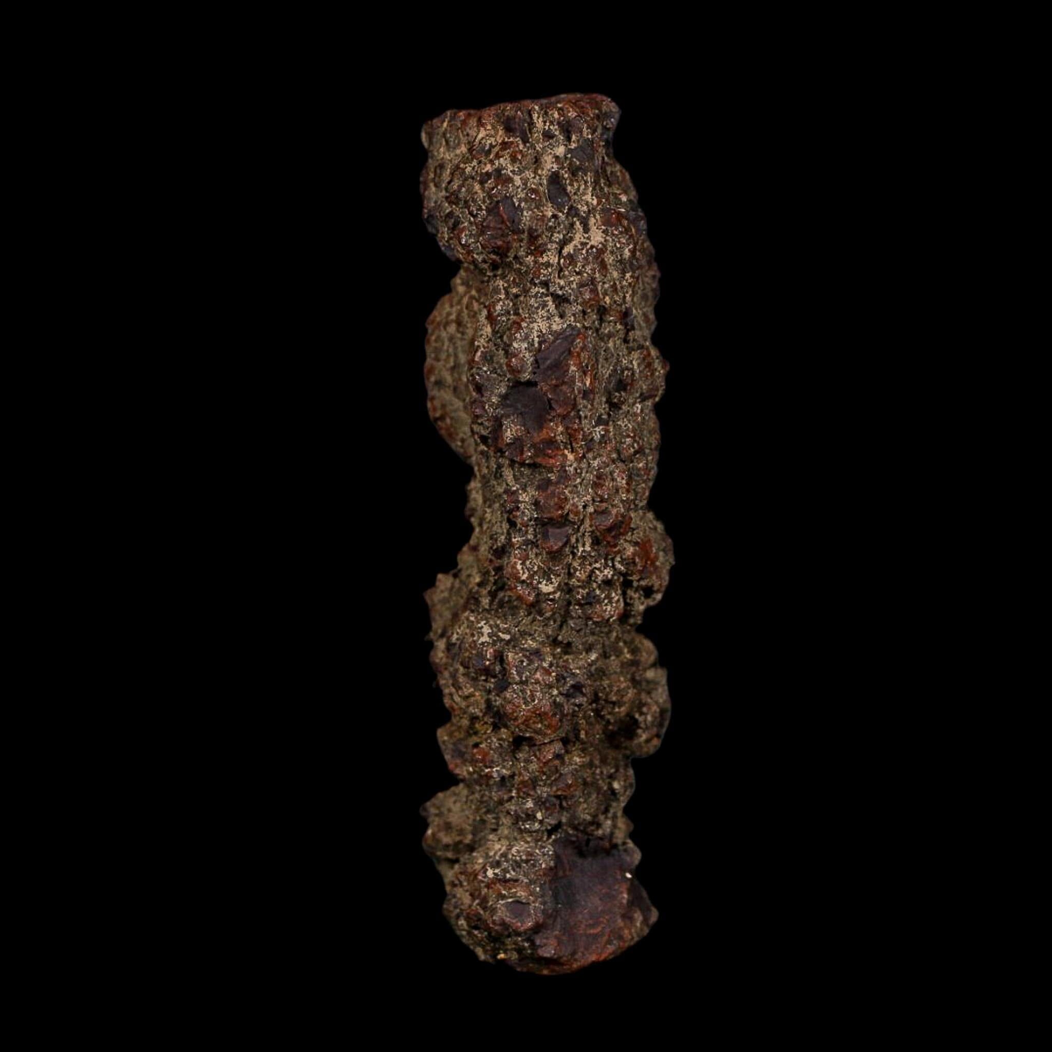 3.5" Prehistoric Coprolite Fossil Specimen Poop Dung Miocene Age Madagascar COA - Fossil Age Minerals