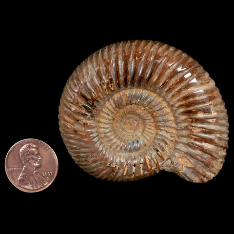 60MM Polished Perisphinctes Ammonite Fossil Nautilus Madagascar Jurassic Age COA - Fossil Age Minerals