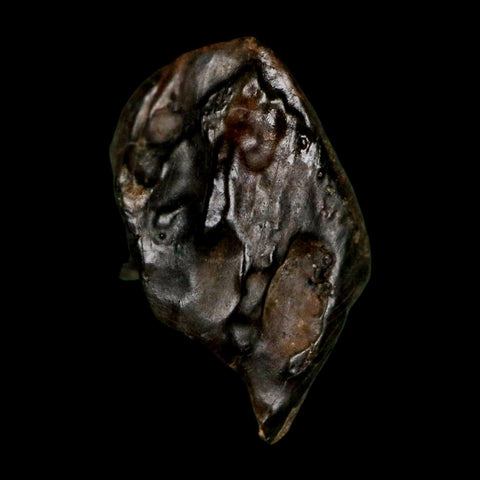 XL 0.8" Triceratops Fossil Crown Tooth Hell Creek FM Cretaceous Dinosaur MT COA