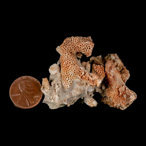 1.9" Thamnopora SP Coral Fossil Coral Reef Devonian Age Verde Valley, Arizona