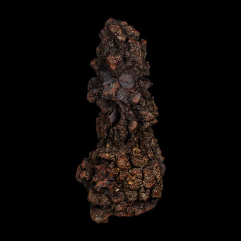 3.2" Prehistoric Coprolite Fossil Specimen Poop Dung Miocene Age Madagascar COA