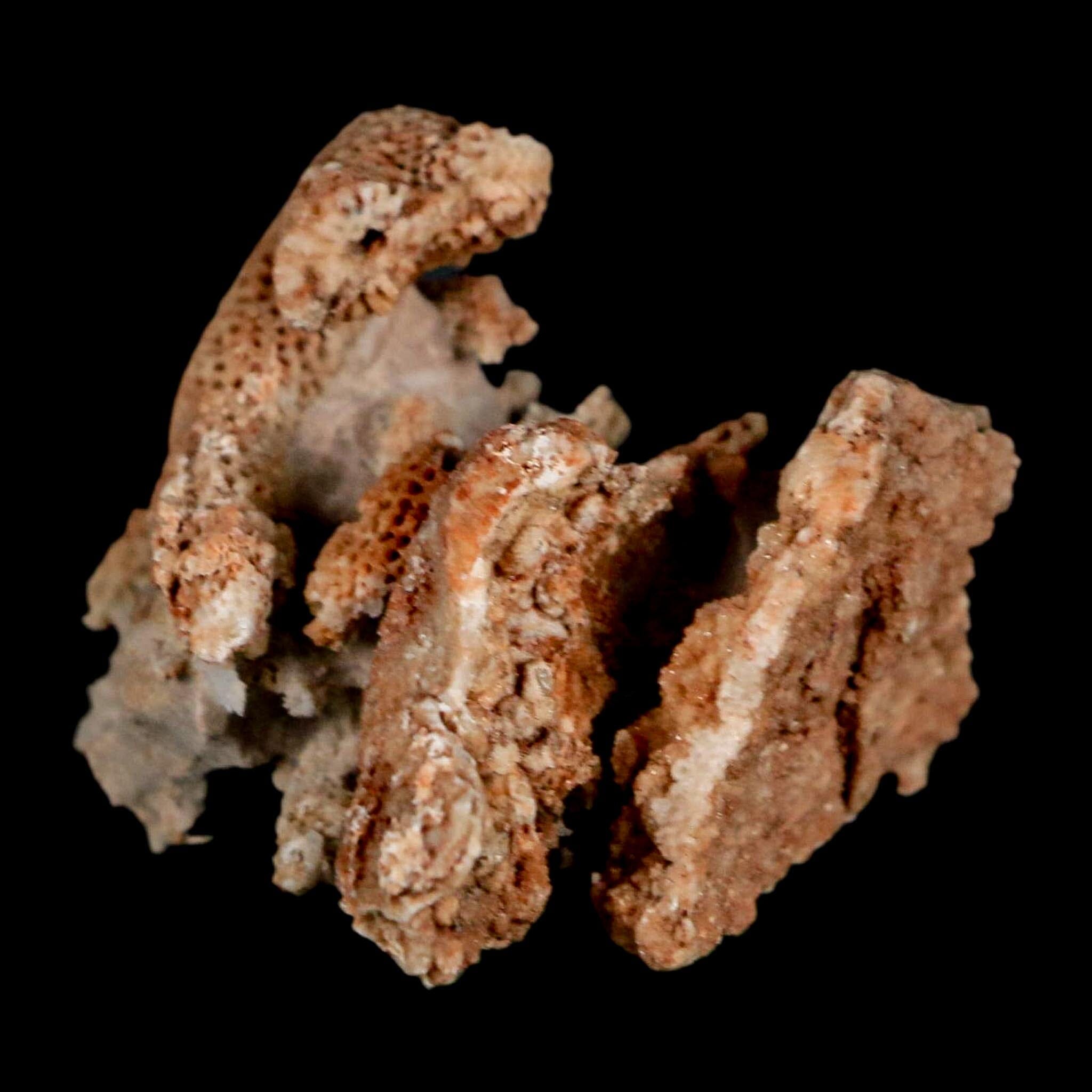 1.9" Thamnopora SP Coral Fossil Coral Reef Devonian Age Verde Valley, Arizona - Fossil Age Minerals