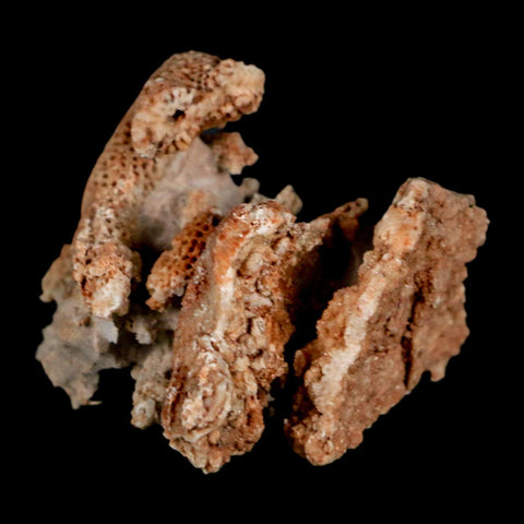 1.9" Thamnopora SP Coral Fossil Coral Reef Devonian Age Verde Valley, Arizona