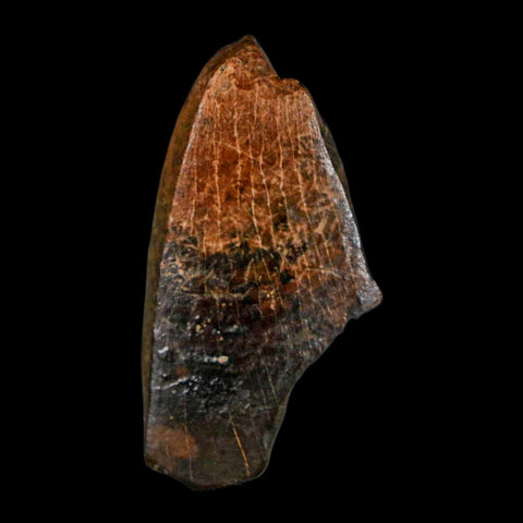 1.5" Tyrannosaurus Rex Fossil Tooth Section Lance Creek Cretaceous Dinosaur WY COA - Fossil Age Minerals