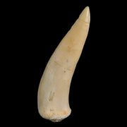 1.7" Saber Toothed Herring Fossil Fang Enchodus Libycus Cretaceous COA Stand