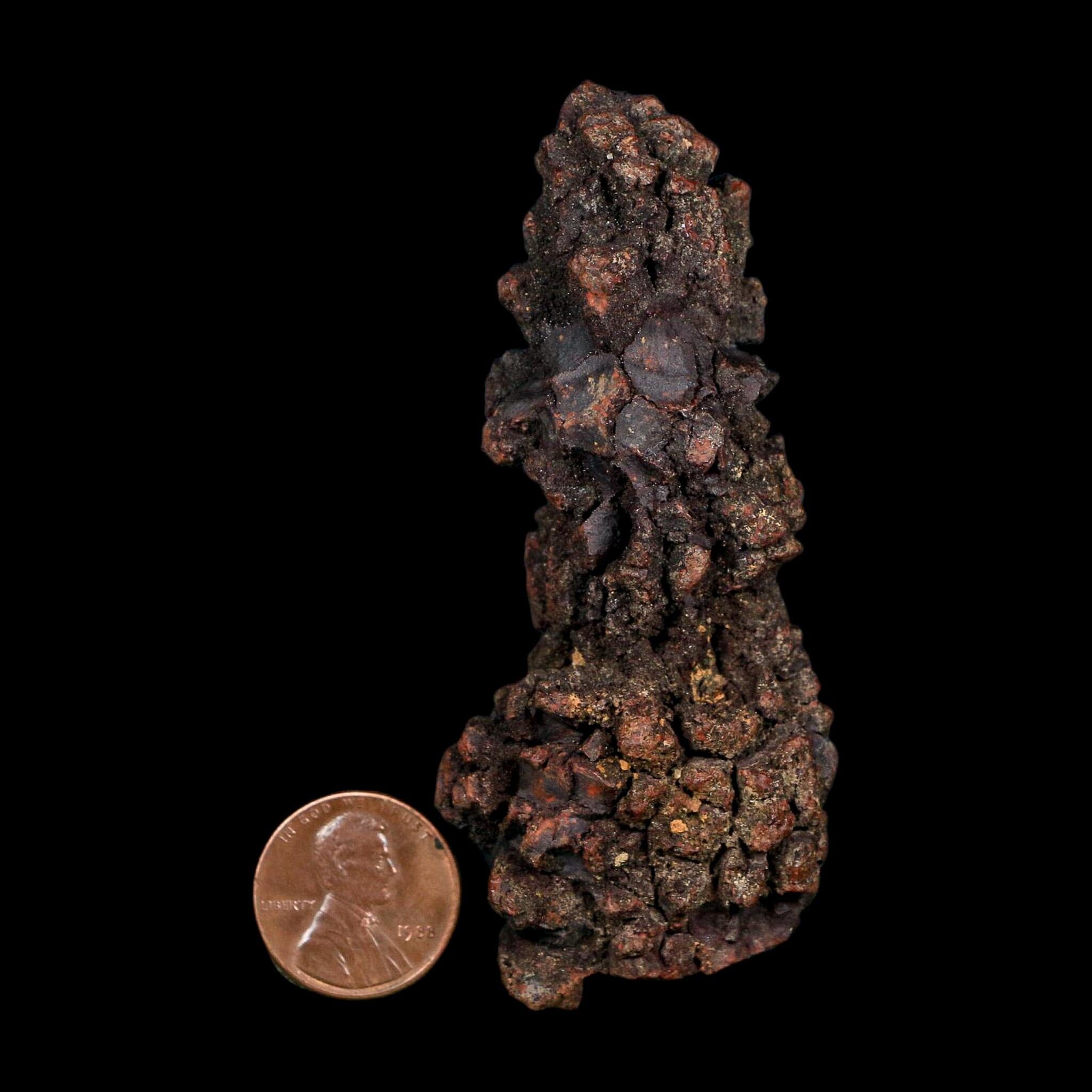 3.2" Prehistoric Coprolite Fossil Specimen Poop Dung Miocene Age Madagascar COA - Fossil Age Minerals