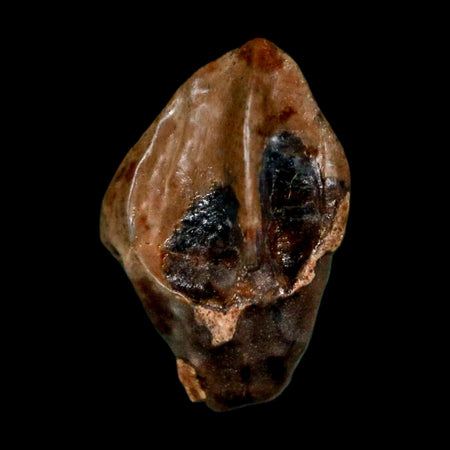 0.6" Triceratops Fossil Crown Tooth Hell Creek FM Cretaceous Dinosaur MT COA