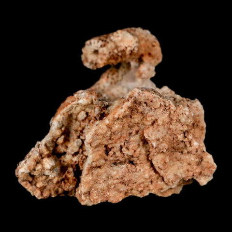 1.9" Thamnopora SP Coral Fossil Coral Reef Devonian Age Verde Valley, Arizona
