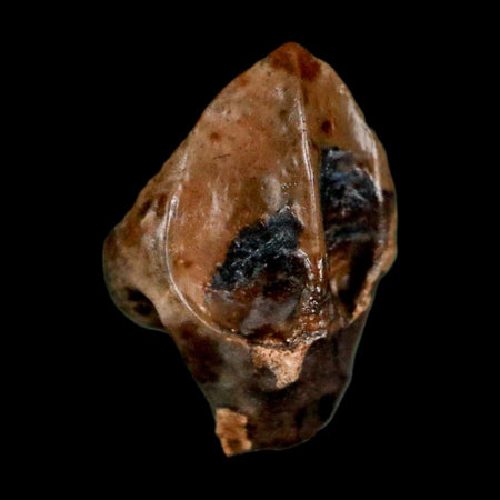 0.6" Triceratops Fossil Crown Tooth Hell Creek FM Cretaceous Dinosaur MT COA