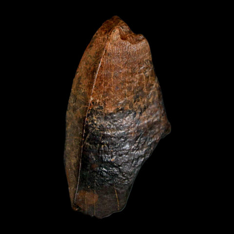 1.5" Tyrannosaurus Rex Fossil Tooth Section Lance Creek Cretaceous Dinosaur WY COA - Fossil Age Minerals