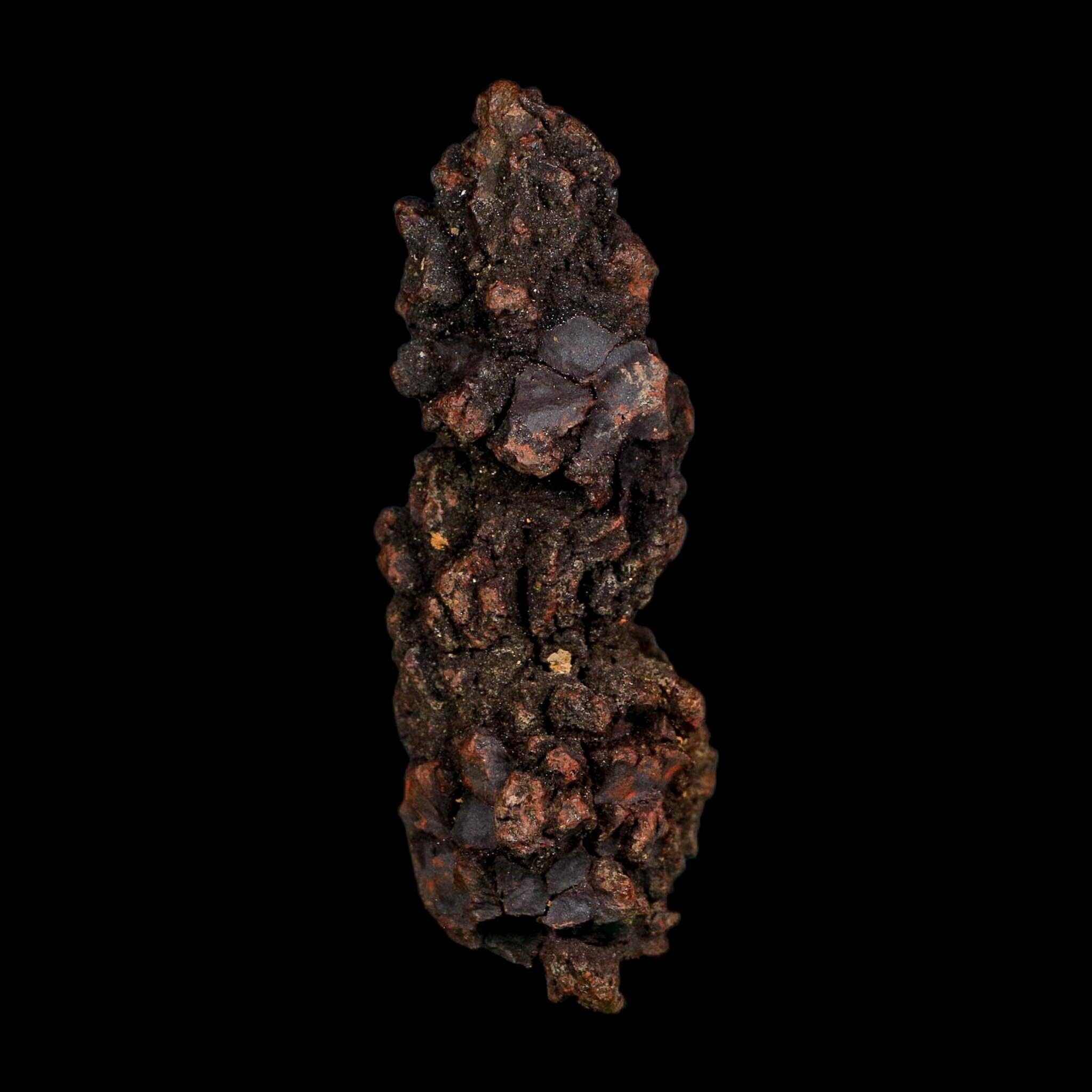 3.2" Prehistoric Coprolite Fossil Specimen Poop Dung Miocene Age Madagascar COA - Fossil Age Minerals