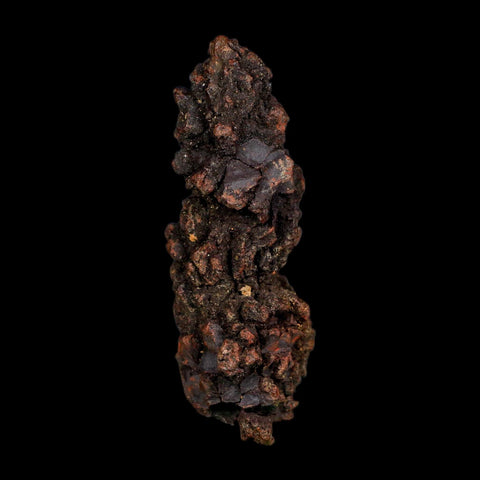 3.2" Prehistoric Coprolite Fossil Specimen Poop Dung Miocene Age Madagascar COA