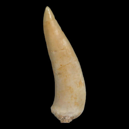 1.7" Saber Toothed Herring Fossil Fang Enchodus Libycus Cretaceous COA Stand