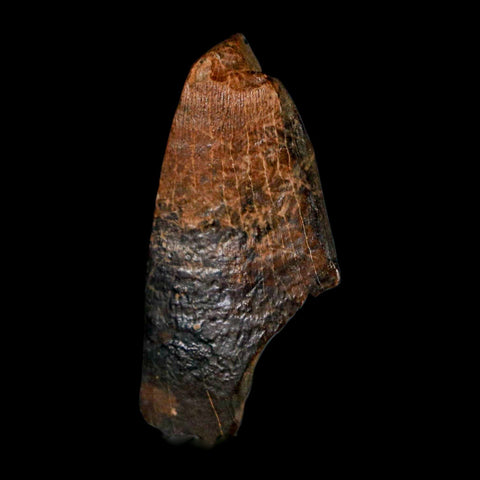 1.5" Tyrannosaurus Rex Fossil Tooth Section Lance Creek Cretaceous Dinosaur WY COA - Fossil Age Minerals