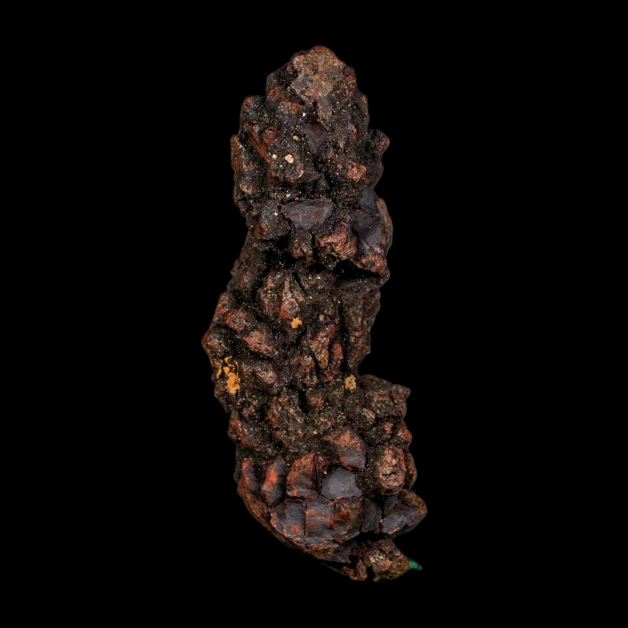 3.2" Prehistoric Coprolite Fossil Specimen Poop Dung Miocene Age Madagascar COA - Fossil Age Minerals