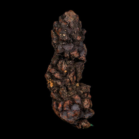 3.2" Prehistoric Coprolite Fossil Specimen Poop Dung Miocene Age Madagascar COA