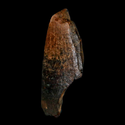 1.5" Tyrannosaurus Rex Fossil Tooth Section Lance Creek Cretaceous Dinosaur WY COA - Fossil Age Minerals