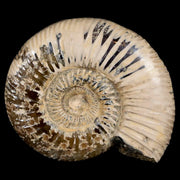 55MM Polished Perisphinctes Ammonite Fossil Nautilus Madagascar Jurassic Age COA