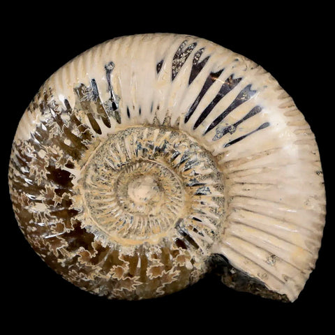 55MM Polished Perisphinctes Ammonite Fossil Nautilus Madagascar Jurassic Age COA - Fossil Age Minerals