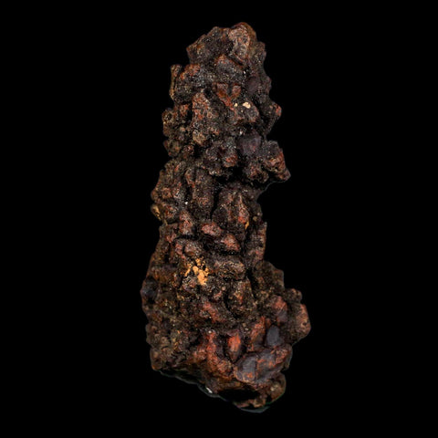 3.2" Prehistoric Coprolite Fossil Specimen Poop Dung Miocene Age Madagascar COA