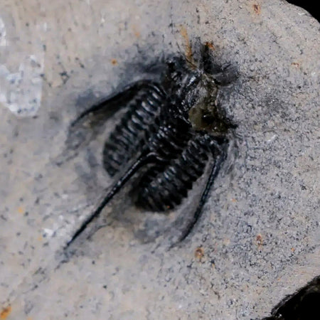 1.1" Cyphaspis Tafilalet Walteri Horned Devil Trilobite Fossil Devonian Age COA