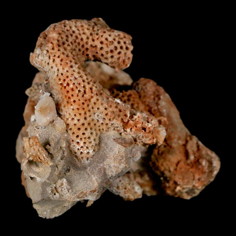 1.9" Thamnopora SP Coral Fossil Coral Reef Devonian Age Verde Valley, Arizona