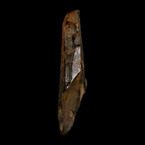 1.5" Tyrannosaurus Rex Fossil Tooth Section Lance Creek Cretaceous Dinosaur WY COA - Fossil Age Minerals