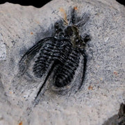 1.1" Cyphaspis Tafilalet Walteri Horned Devil Trilobite Fossil Devonian Age COA
