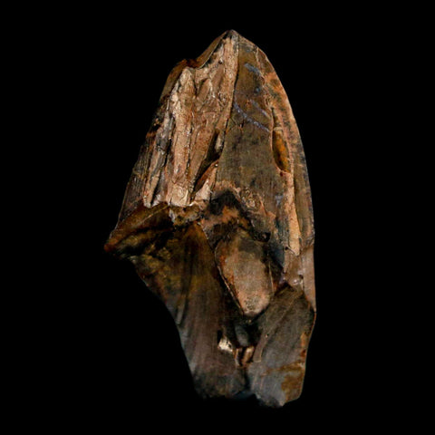 1.5" Tyrannosaurus Rex Fossil Tooth Section Lance Creek Cretaceous Dinosaur WY COA - Fossil Age Minerals