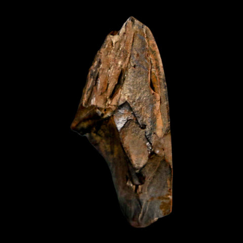 1.5" Tyrannosaurus Rex Fossil Tooth Section Lance Creek Cretaceous Dinosaur WY COA - Fossil Age Minerals