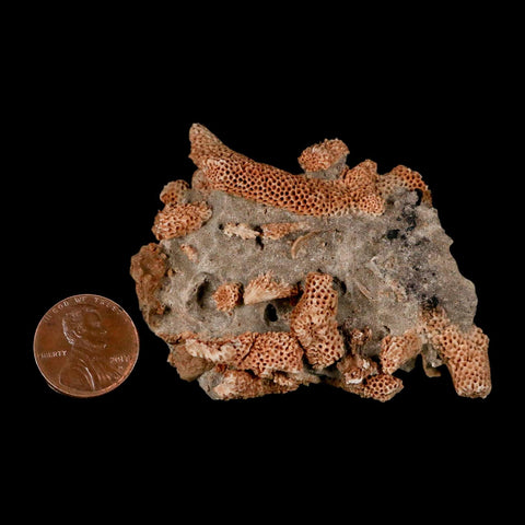 2.5" Thamnopora SP Coral Fossil Coral Reef Devonian Age Verde Valley, Arizona