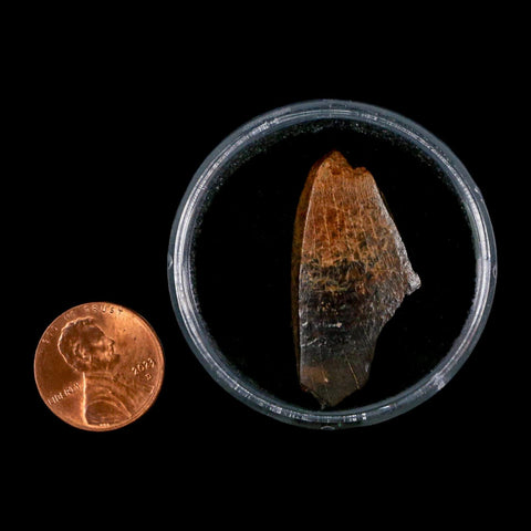 1.5" Tyrannosaurus Rex Fossil Tooth Section Lance Creek Cretaceous Dinosaur WY COA - Fossil Age Minerals