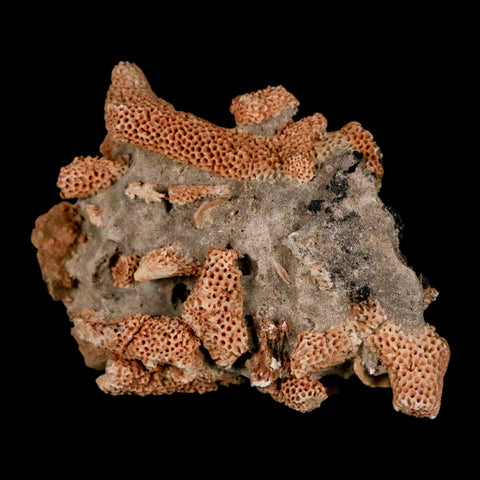 2.5" Thamnopora SP Coral Fossil Coral Reef Devonian Age Verde Valley, Arizona