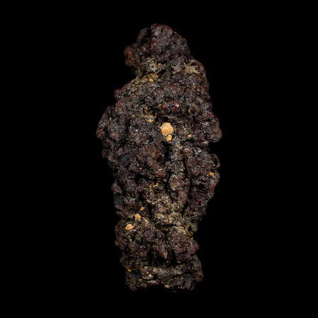 3.1" Prehistoric Coprolite Fossil Specimen Poop Dung Miocene Age Madagascar COA