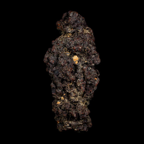 3.1" Prehistoric Coprolite Fossil Specimen Poop Dung Miocene Age Madagascar COA