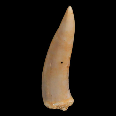 1.6" Saber Toothed Herring Fossil Fang Enchodus Libycus Cretaceous COA Stand - Fossil Age Minerals