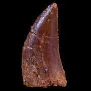 0.8" Abelisaur Serrated Tooth Fossil Cretaceous Age Dinosaur Morocco COA, Display