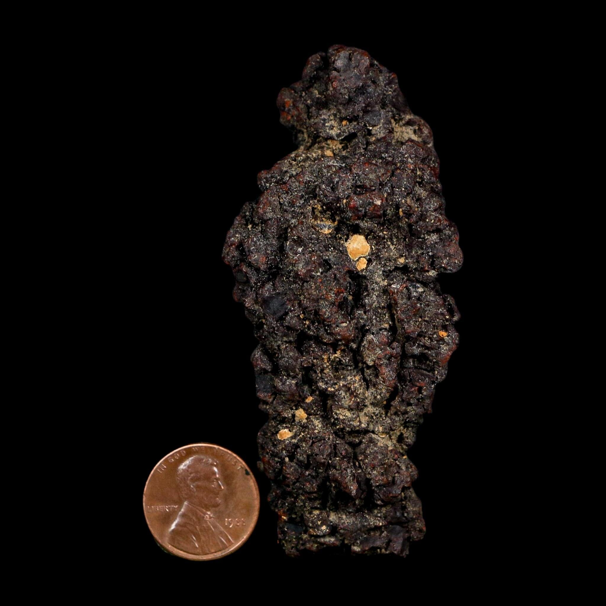 3.1" Prehistoric Coprolite Fossil Specimen Poop Dung Miocene Age Madagascar COA - Fossil Age Minerals