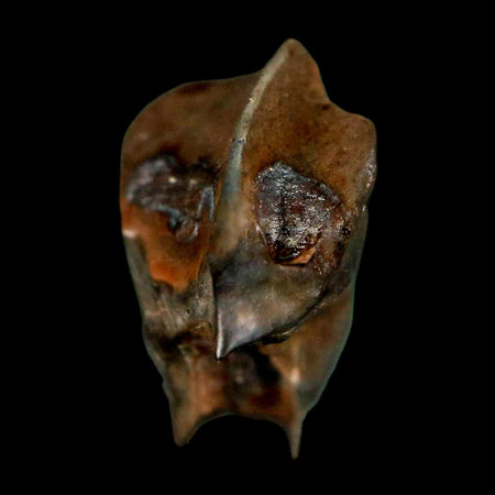 0.7" Triceratops Fossil Crown Tooth Hell Creek FM Cretaceous Dinosaur MT COA