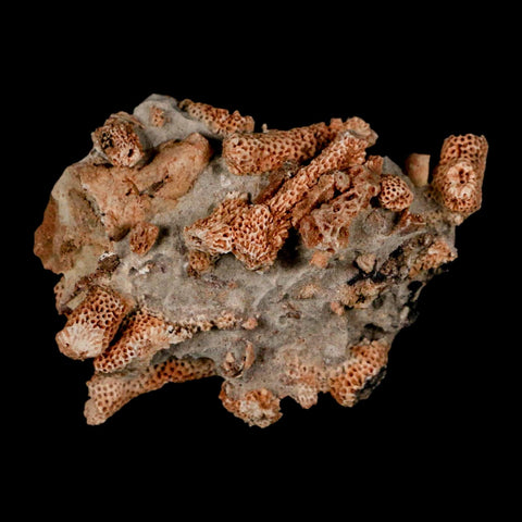2.5" Thamnopora SP Coral Fossil Coral Reef Devonian Age Verde Valley, Arizona