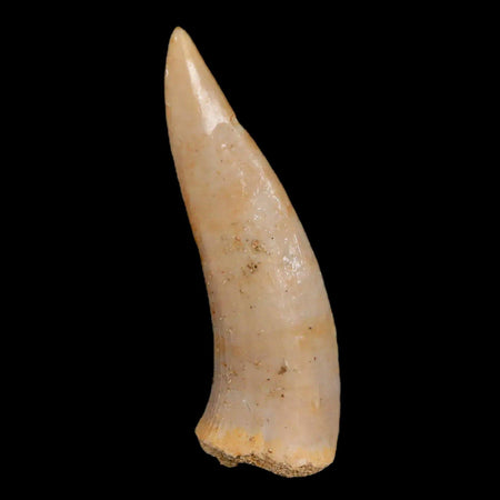 1.6" Saber Toothed Herring Fossil Fang Enchodus Libycus Cretaceous COA Stand