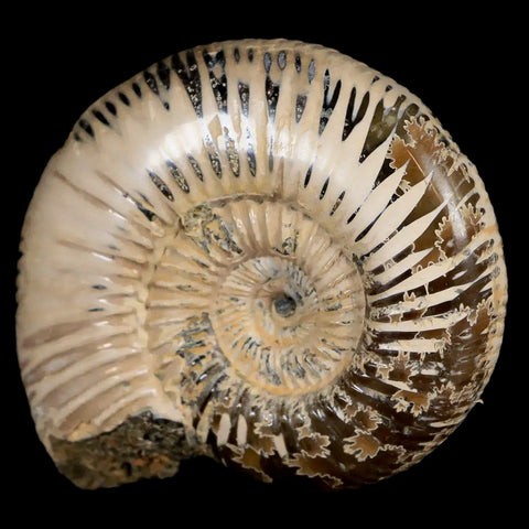 55MM Polished Perisphinctes Ammonite Fossil Nautilus Madagascar Jurassic Age COA - Fossil Age Minerals
