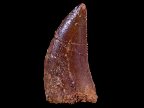 0.8" Abelisaur Serrated Tooth Fossil Cretaceous Age Dinosaur Morocco COA, Display - Fossil Age Minerals